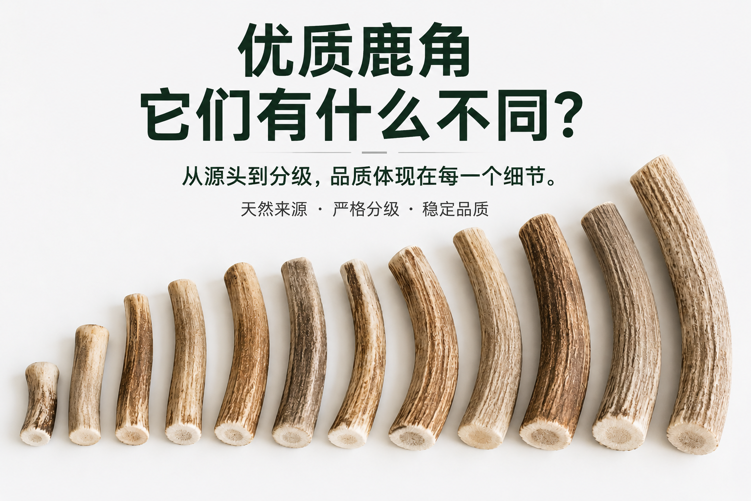 按尺寸排列的优质天然鹿角，适用于宠物天然咬胶产品。